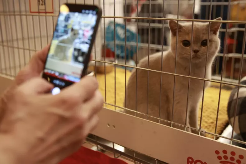 Salonul Felin Internațional SofistiCAT (6)