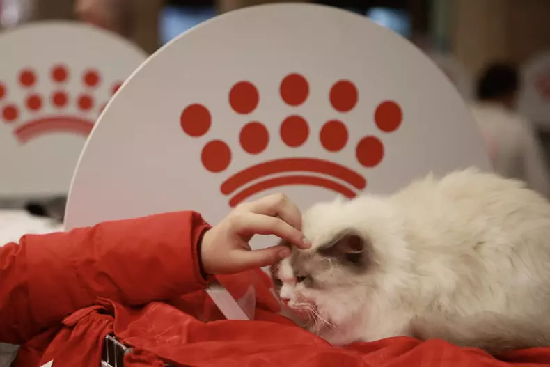 Salonul Felin Internațional SofistiCAT (7)