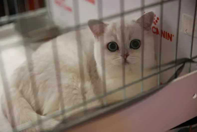Salonul Felin Internațional SofistiCAT (8)