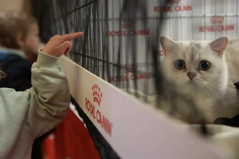 Salonul Felin Internațional SofistiCAT (9)