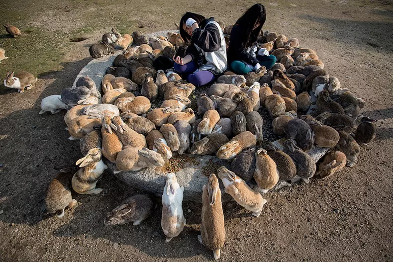 Bunnies Attract Tourists To A Japanese Islet Okunoshima
