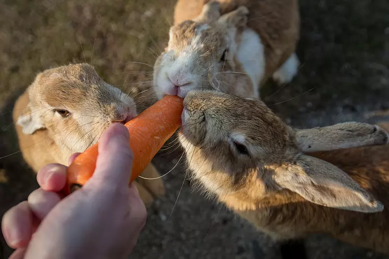 Bunnies Attract Tourists To A Japanese Islet Okunoshima