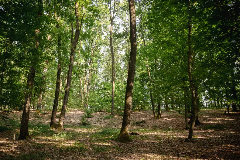 padurar-mures-fetite-salvate-eli-driu-s-145