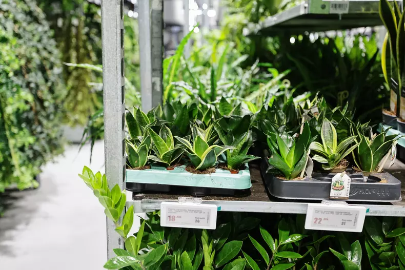mall de plante bucuresti (16)