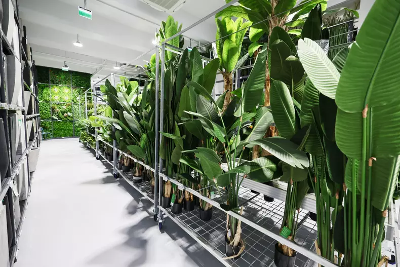 mall de plante bucuresti (17)