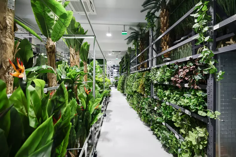 mall de plante bucuresti (18)