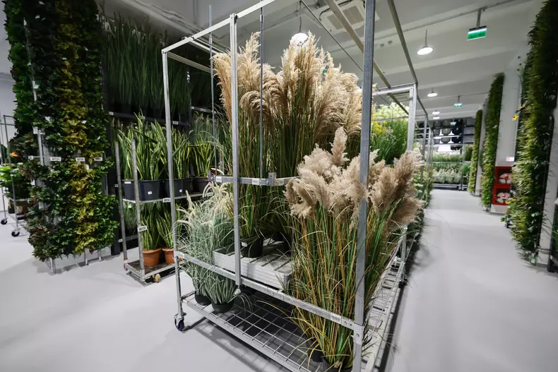 mall de plante bucuresti (19)
