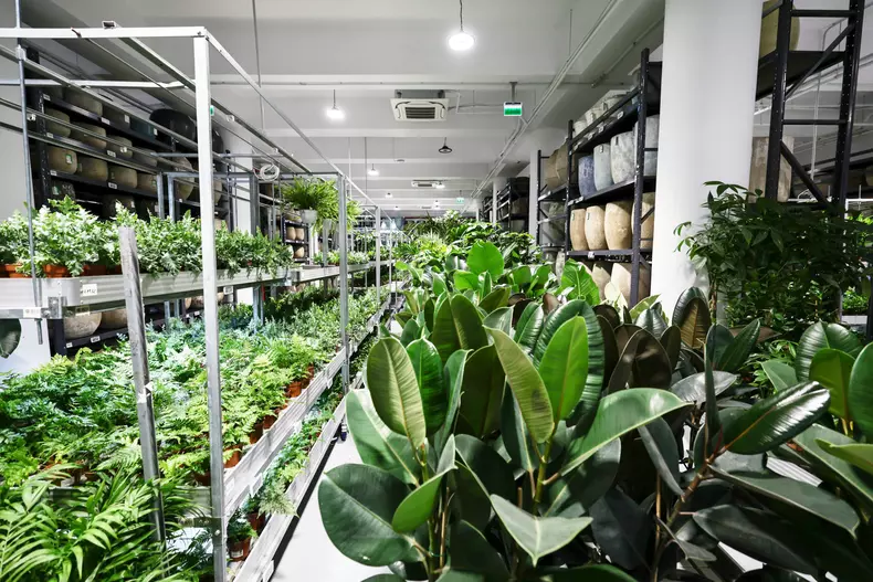 mall de plante bucuresti (31)