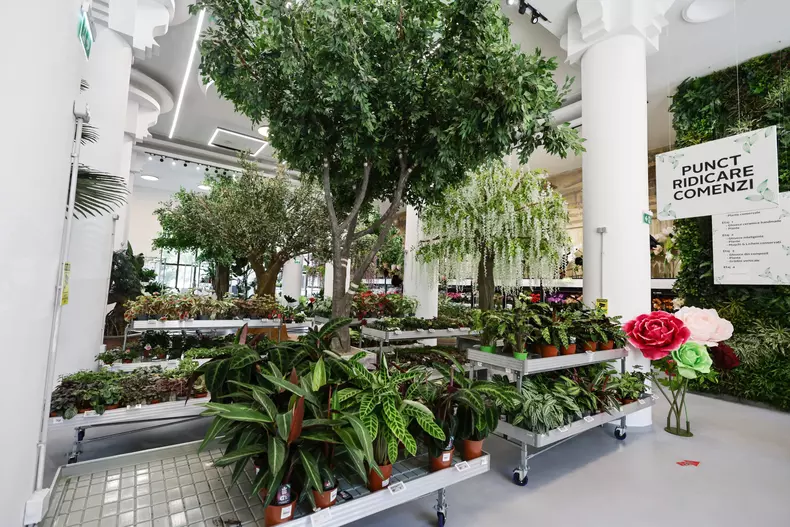 mall de plante bucuresti (7)