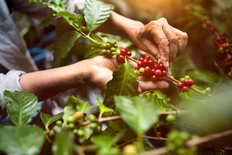 Boabe de cafea arabica