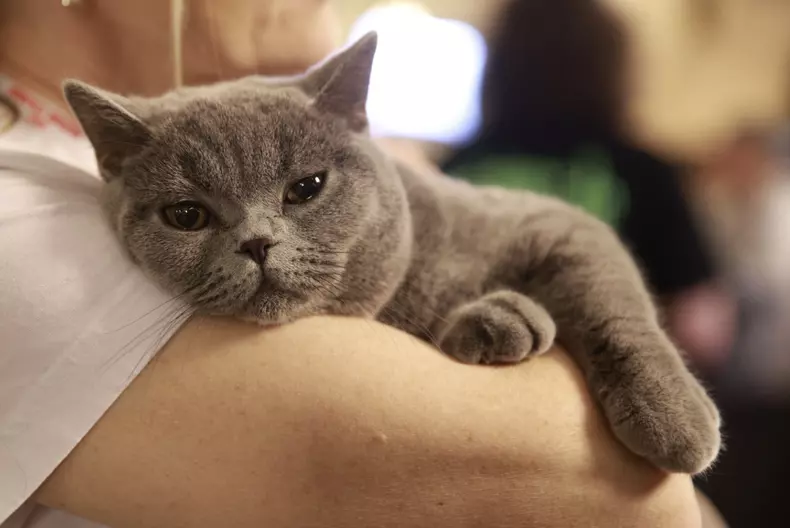 Salonul Felin Internațional SofistiCAT (33)