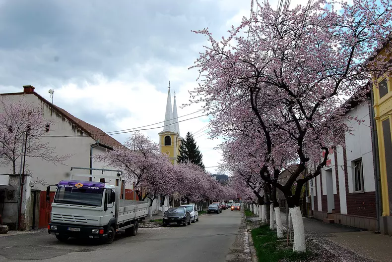 Copaci_Infloriti_Hunedoara__1_