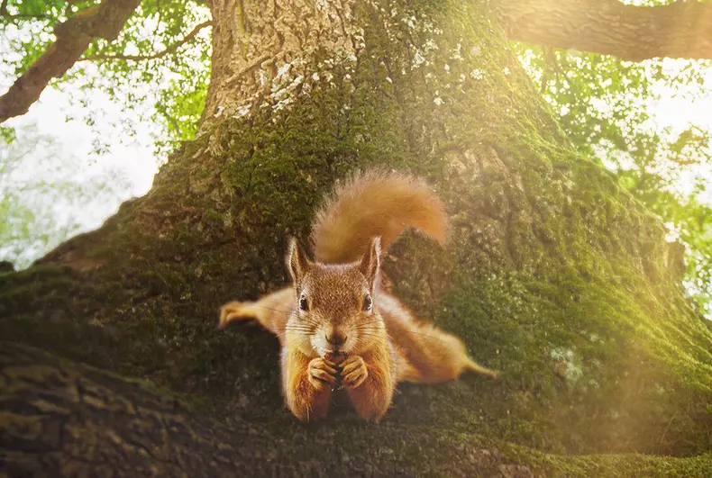 Stejarul, r. r. Laurent Charbonnier, Michel Seydoux