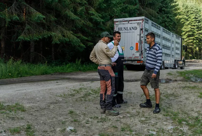 zimbri armenis wwf vlad chirea