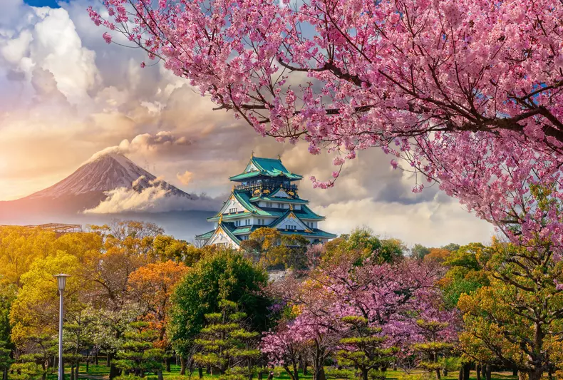 Osaka Castle and full cherry blossom, with Fuji mountain backgro