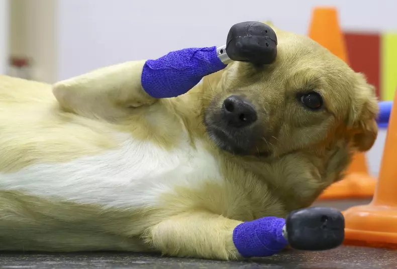 Novosibirsk, Russia. 19th Nov, 2021. An amputee dog named Monika seen after a surgery performed by veterinarian Sergei Gorshkov to receive four prosthetic paws at the Best vet clinic. Animal rights activists found the homeless amputee dog in December 2020