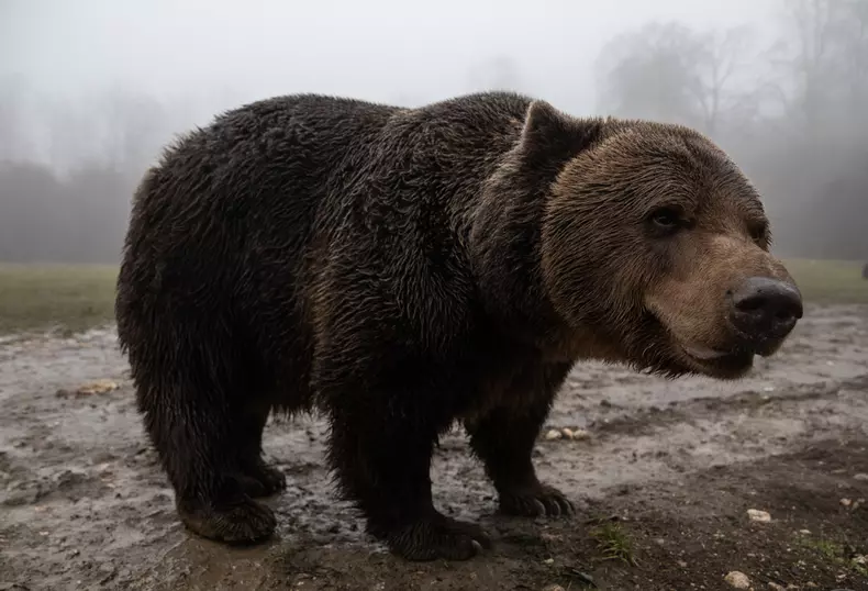 sancuarul libearty zarnesti vlad chirea