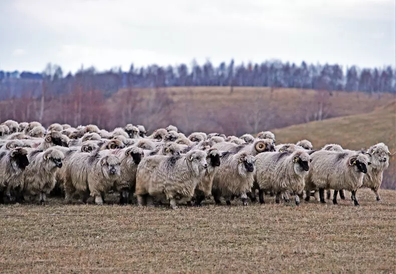 Oile familiei Toader pe pășunile din Jina