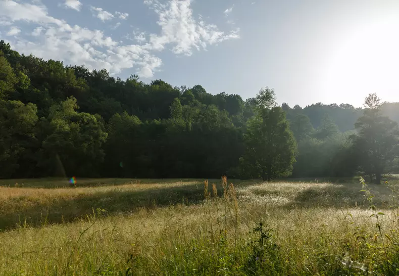 zimbri armenis wwf vlad chirea