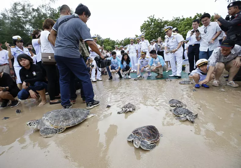 Release of 1,066 endangered species sea turtles into the sea to mark Thai King Maha Vajiralongkorn 65th birthday