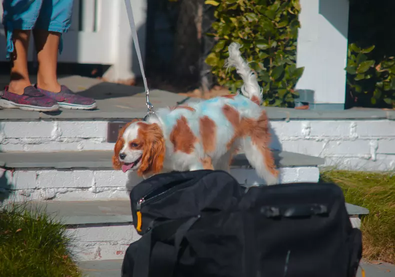 EXCLUSIVE: Selena Gomez dog Charlie gets spray painted blue