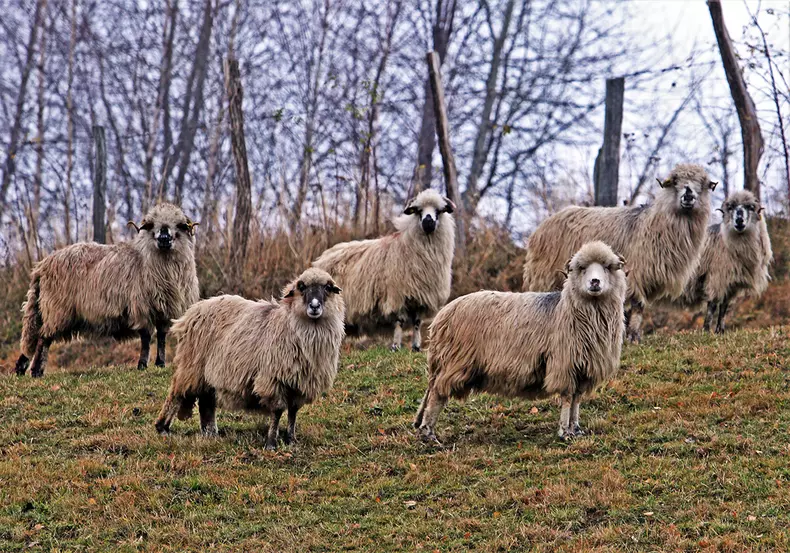Oile familiei Toader pe pășunile din Jina