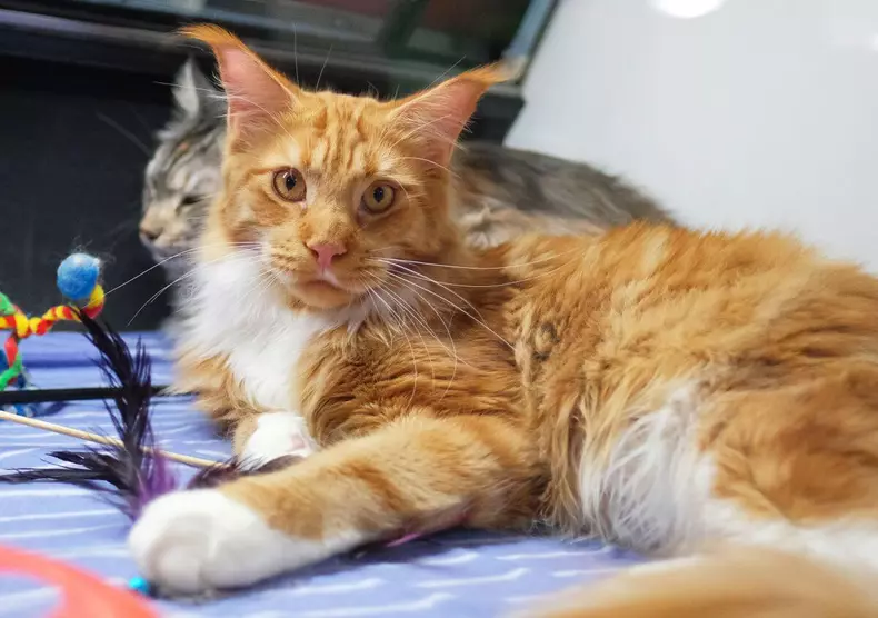 maine-coon-cele-mai-frumoase-pisici