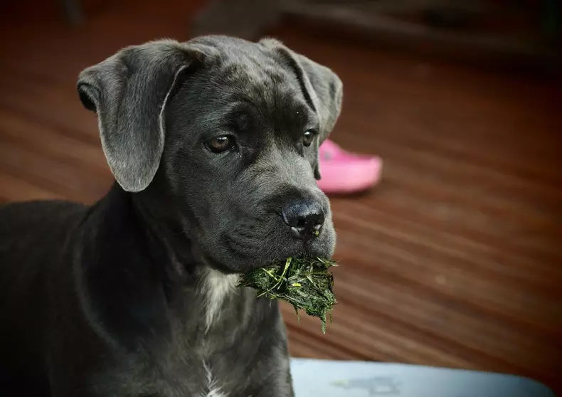 cane-corso-pui-caine