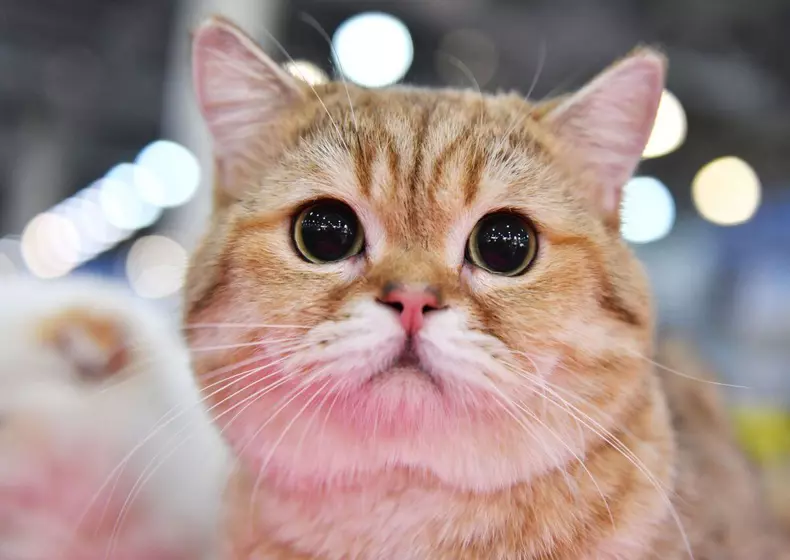 cele-mai-frumoase-pisici