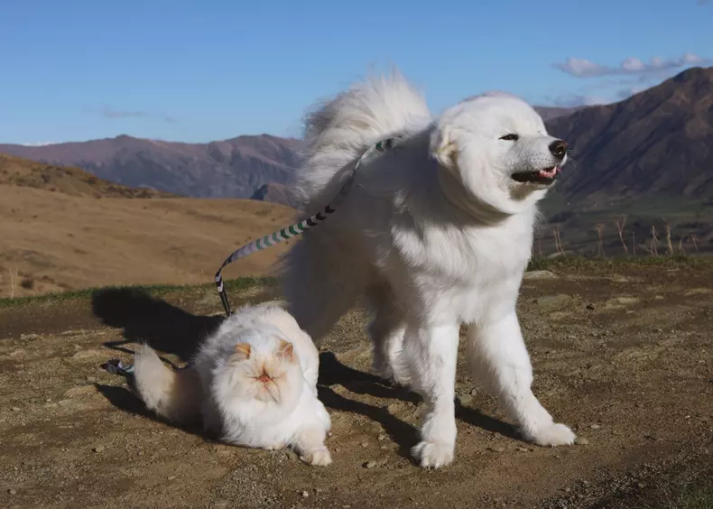 GRUMPY CAT AND HAPPY DOG BUDDIES