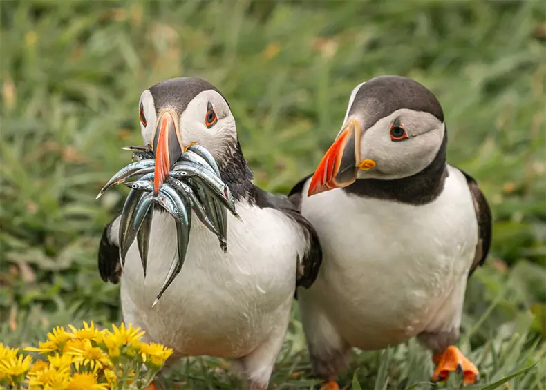 Comedy Wildlife Photography Awards 2020