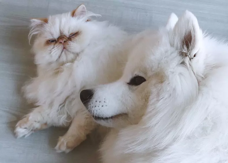 GRUMPY CAT AND HAPPY DOG BUDDIES
