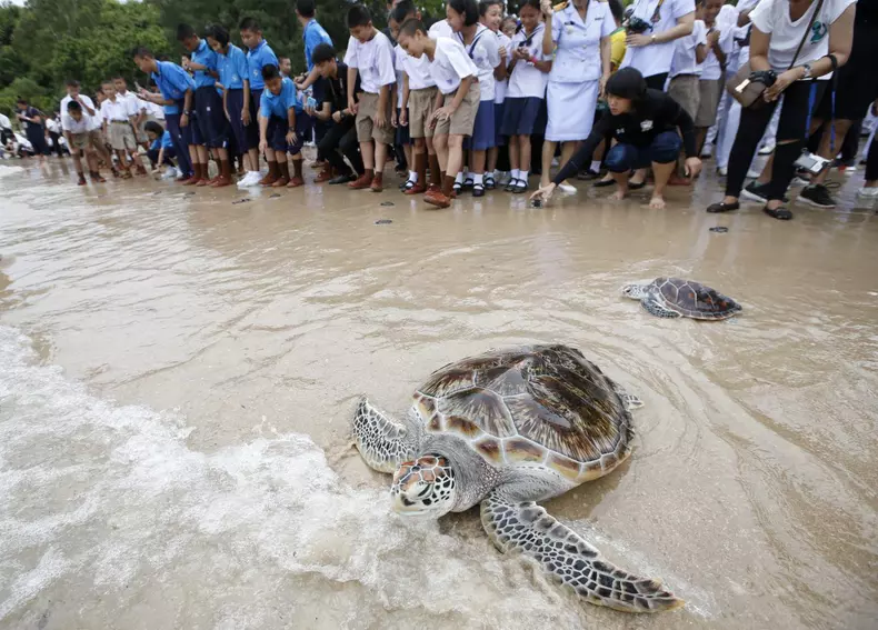 Release of 1,066 endangered species sea turtles into the sea to mark Thai King Maha Vajiralongkorn 65th birthday