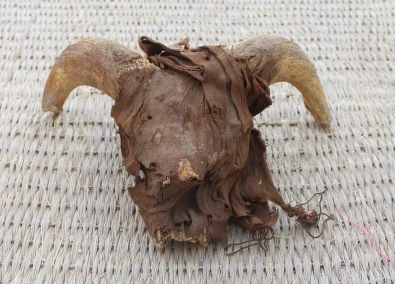 Over 2.000 mummified ram heads found in Egypt's Temple of Pharaoh Ramses II