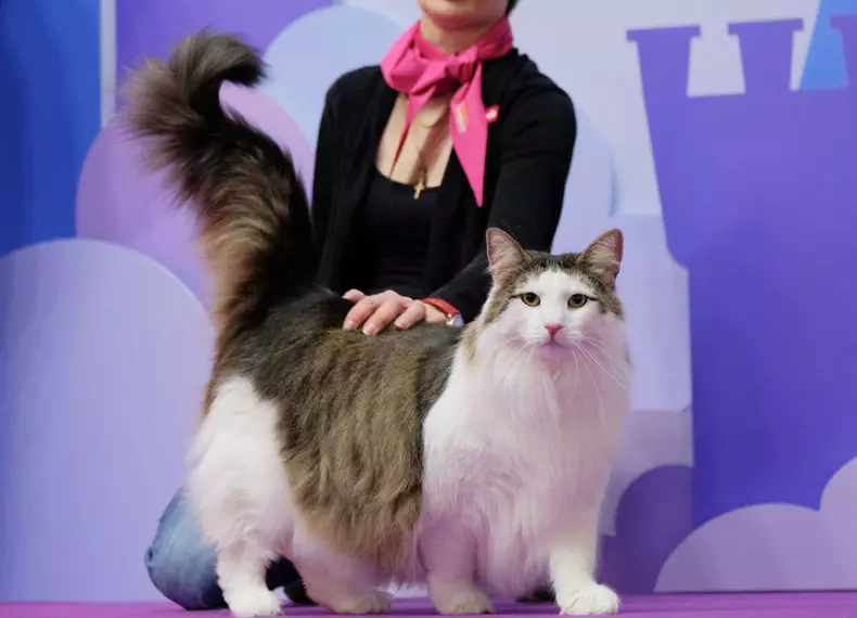 norvegiana-padure-cele-mai-frumoase-pisici