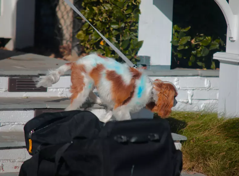 EXCLUSIVE: Selena Gomez dog Charlie gets spray painted blue