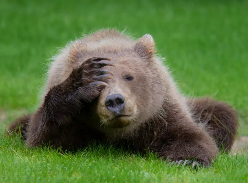 Cele mai amuzante fotografii cu animale din 2018