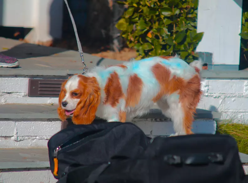 EXCLUSIVE: Selena Gomez dog Charlie gets spray painted blue
