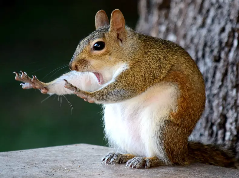 Cele mai amuzante fotografii cu animale din 2018