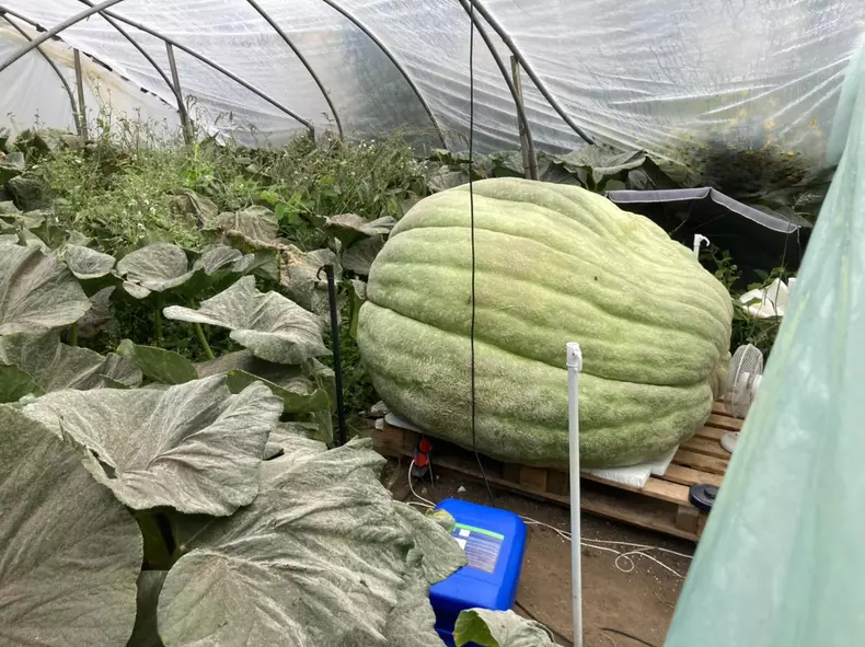 3081729935155296305757182279239528186808048n