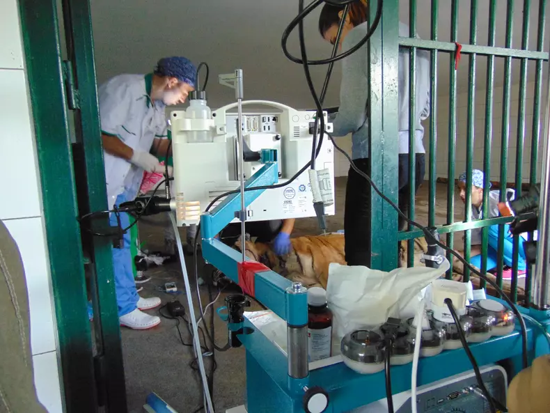 tigru premiera (103)