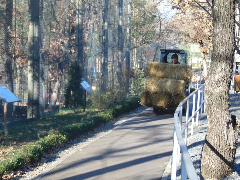 ara paie prin gradina zoo (36)