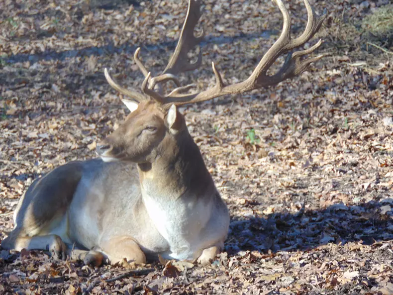la cerbi etc la fel paie zoo (87)