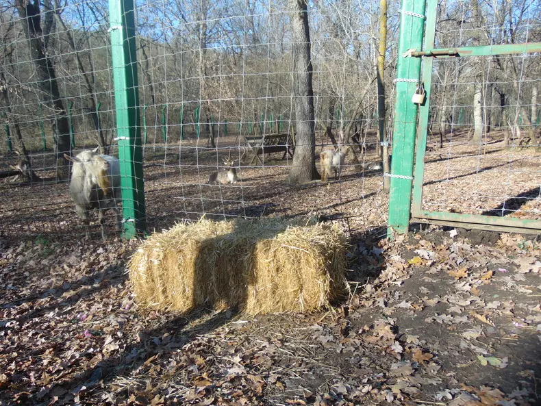 la cerbi etc la fel paie zoo (88)