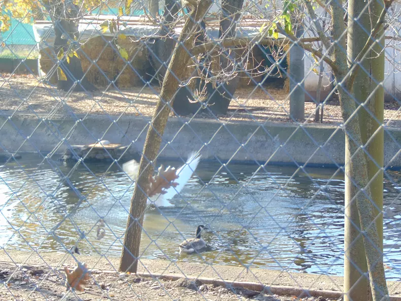 pasarile cu adapostul in spate zoo (41)