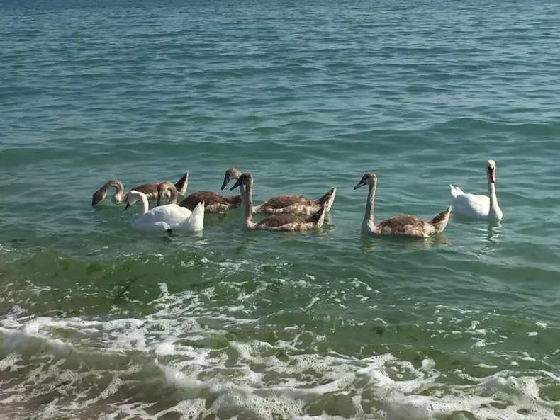 Familie de lebede la Marea Neagră (2)
