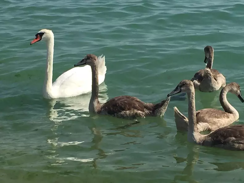 Familie de lebede la Marea Neagră (4)