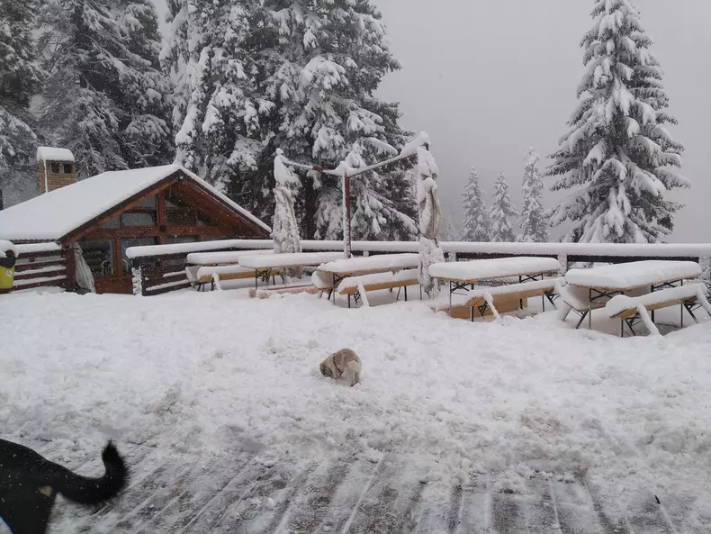 Ninsoare la Postăvarul