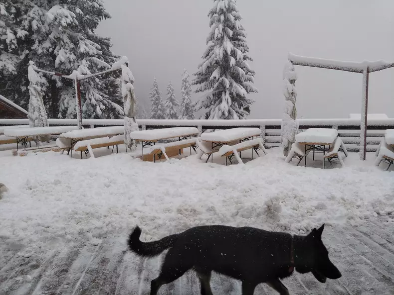 Ninsoare la Postăvarul