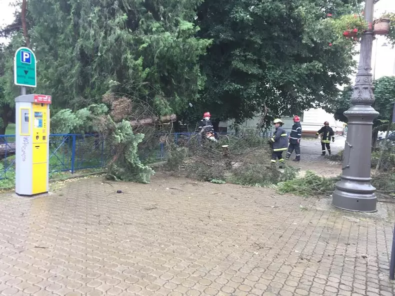 copaci cazuti Arad-furtuna2